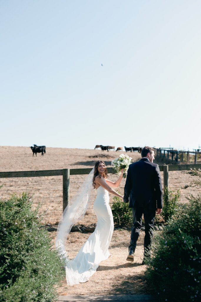 olympias valley estate in petaluma california, wedding photography by alyssa gayle photography based in san francisco california and traveling worldwide cows