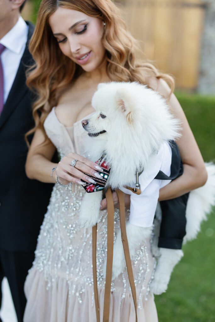 Bride holding white dog during wedding reception at Jacuzzi Winery in Sonoma
